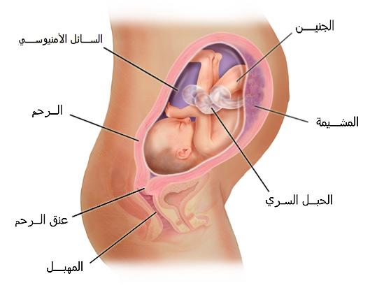 اعراض الشهر السابع من الحمل