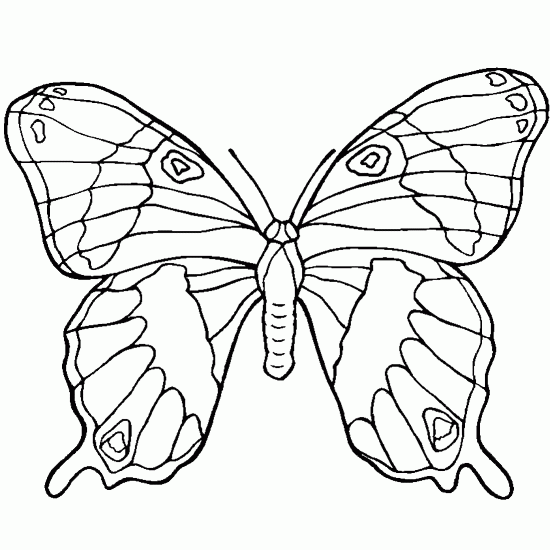 رسم فراشة بالرصاص على الورق Butterflydrawinganimalscoloringpages