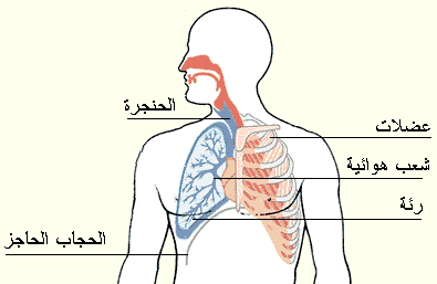 تعاريف مظبوطة - تعريف الجهاز التنفسي للانسان 20160709 11