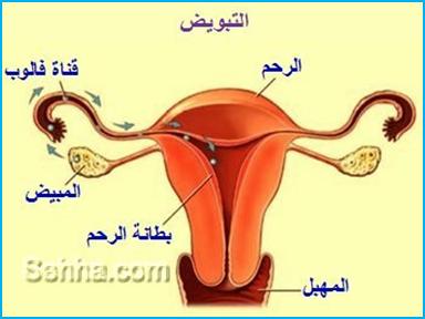 خروج دم في ايام التبويض 20160703 382