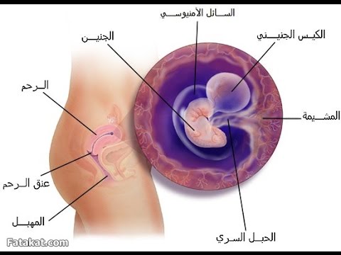 المعاد المظبوط لانغراس البويضة في الرحم - انغراس البويضة في الرحم 20160627 2509