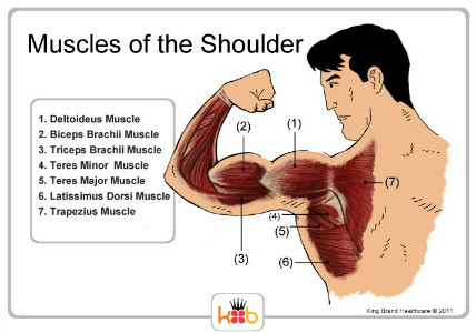 اهم تمارين خاصه بالكتف - تمارين سحرية لتقوية عضلة الكتف Shoulder Muscletendons Sm