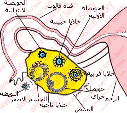 ميعاد التبويض للحمل بولد 20160627 2099