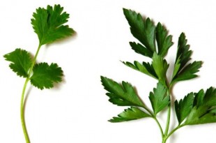 تفسير الكزبرة في المنام Coriander Parsley Difference 971825 Large