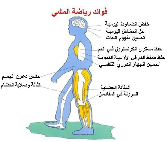 المشي وفوائده لشد الجسم - فوائد مذهله للمشي والجري 331198