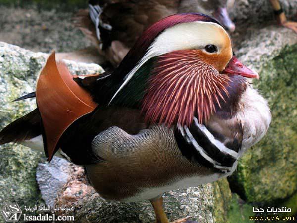 صور طيور روعة صور احلى الطيور فالعالم 2021 صور طيور كيوت صغار Cute Birds 2021