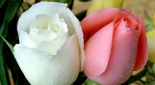 صور الورود الصباحية اجمل hwaml.com 1316089268 335 600x330