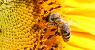 منفعة لها لادغة في رؤية حشرات تفسير النحل المنام الاحلام دبور في الحلم 310x165