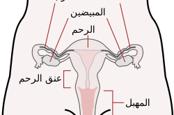 والرحم للنساء لدى قناه فالوب بتفاصيله المراه الدورة الحيايتة 250px Scheme female reproductive system ar.svg  250x165