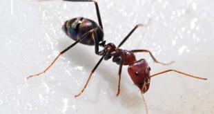 مكنتش مثل عن بحث انه النمل النافعة الحشرات اعرف اصلا Meat eater ant feeding on honey02 310x165