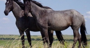ومعلومات وانواع نادرة معلومات له عن جديده العربي الحصان Nokota Horses cropped 310x165