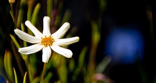 معلومات حول الليل الجميلة الازهار ازهار Ohhh Lil White Flower by Bonavista Tim 310x165
