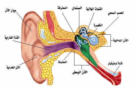 هل طنين الاذن من اعراض المس