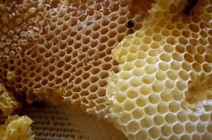 ينور وشي واللمعان من فائدة شمع خلة العسل البياض honey comb 310x205