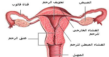 الورم الليفي في الرحم وعلاجه بالاعشاب