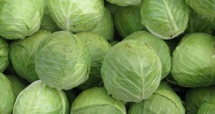 مذهله ما كل فوائد عن صحية تعرفه تحب بالكامل ان الملفوف الكرنب الاخضر know how cabbage benefits you 310x165