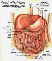 اضرار الامساك للحامل والجنين