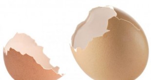 هتبطلي مش للجسم كده قشر فوائد بعد الخلطة البيض استخدام صوره هل تعلم ماهي r.png 310x165
