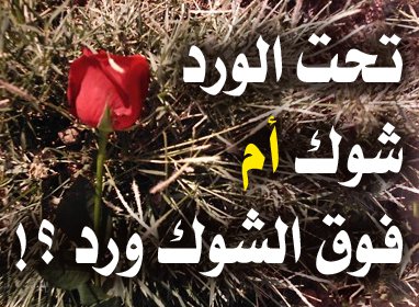 الحب مثل الشوك كلمات رائعة , قصيدة روعة عن وجع الحب والشوق