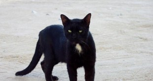 نوع ممكن مع قطط صور تشتري بالصور انواع القطط افضل اشهر اسم اجمل egypt cat 310x165