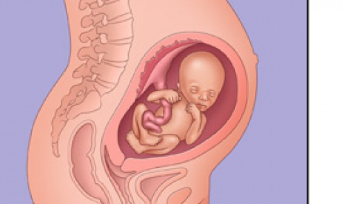 وضعية الجنين في الشهر الثامن بالصور اجمل بنات