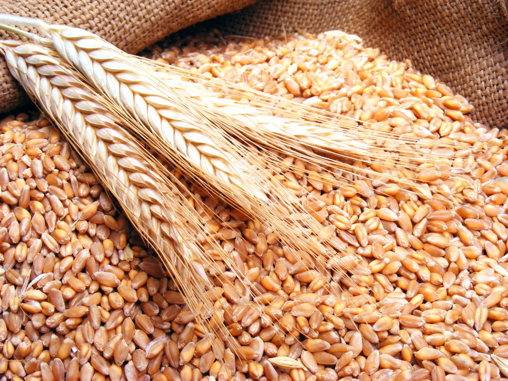 20160701 1455 القمح له فوائد صحية - القمح الكامل اضراره وفوائده ياسمين سمير