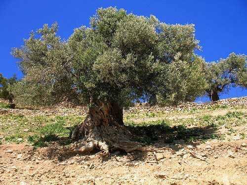 20160715 1884 ما هي شجرة اليهود - كل ما تحب ان تعرفه عن شجرة اليهود نهى نبيل