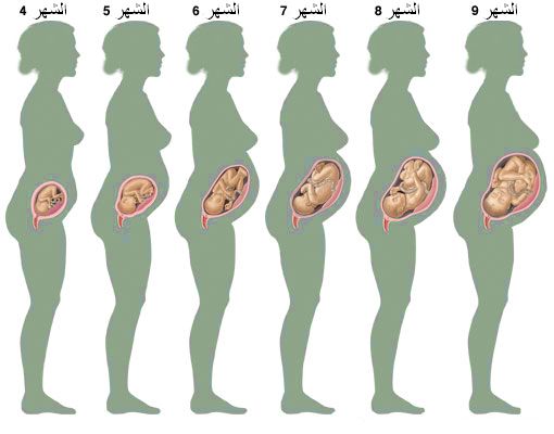 حركة الجنين في الشهر السادس من الحمل