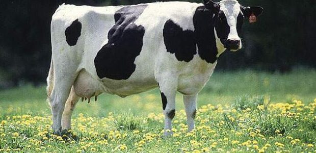  أنواع البقر 620x300