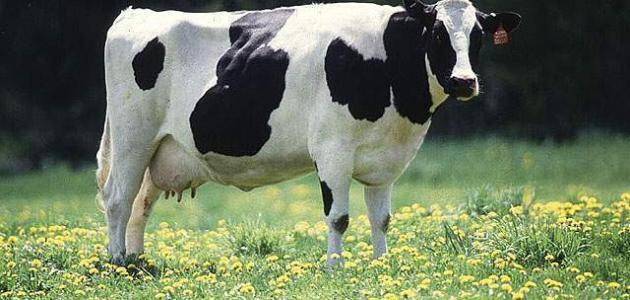 أنواع البقر تفسير البقر في الحلم همسه محمد