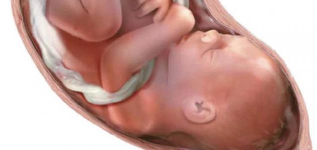 يظهر يتكون ومتى وكيف نبض متى قلب الصغير الجنين ما هو سبب تشوه الجنين